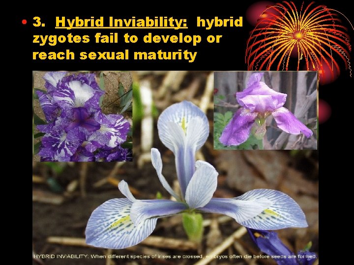  • 3. Hybrid Inviability: hybrid zygotes fail to develop or reach sexual maturity
