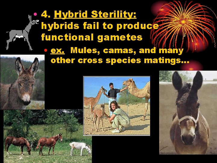  • 4. Hybrid Sterility: hybrids fail to produce functional gametes • ex. Mules,