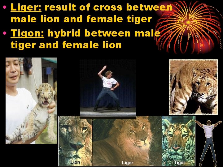  • Liger: result of cross between male lion and female tiger • Tigon: