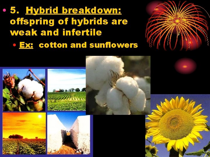  • 5. Hybrid breakdown: offspring of hybrids are weak and infertile • Ex: