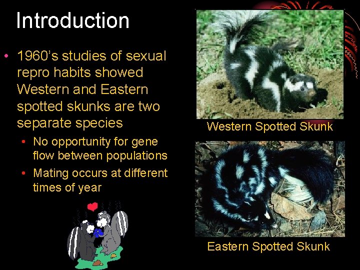 Introduction • 1960’s studies of sexual repro habits showed Western and Eastern spotted skunks