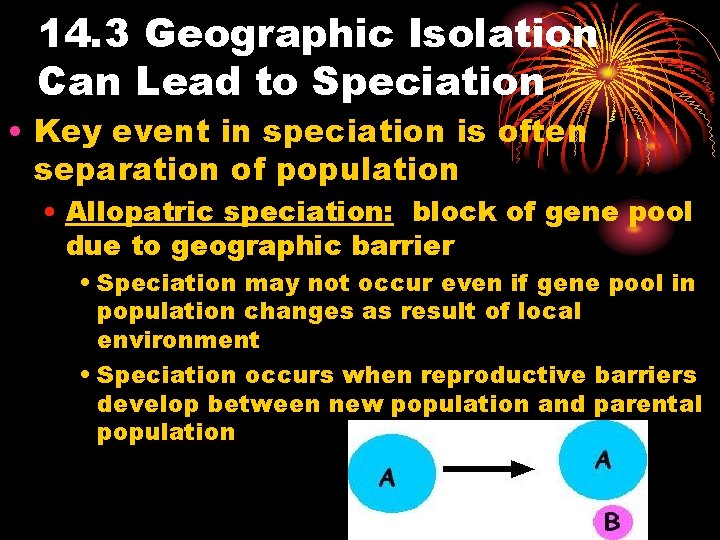14. 3 Geographic Isolation Can Lead to Speciation • Key event in speciation is