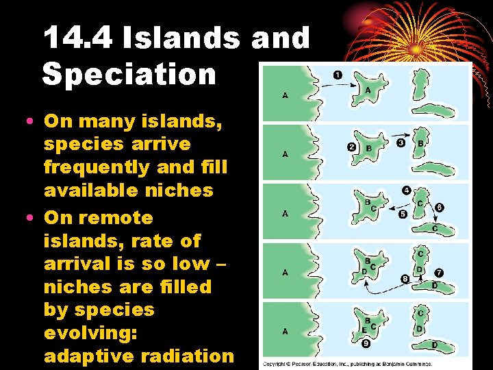 14. 4 Islands and Speciation • On many islands, species arrive frequently and fill