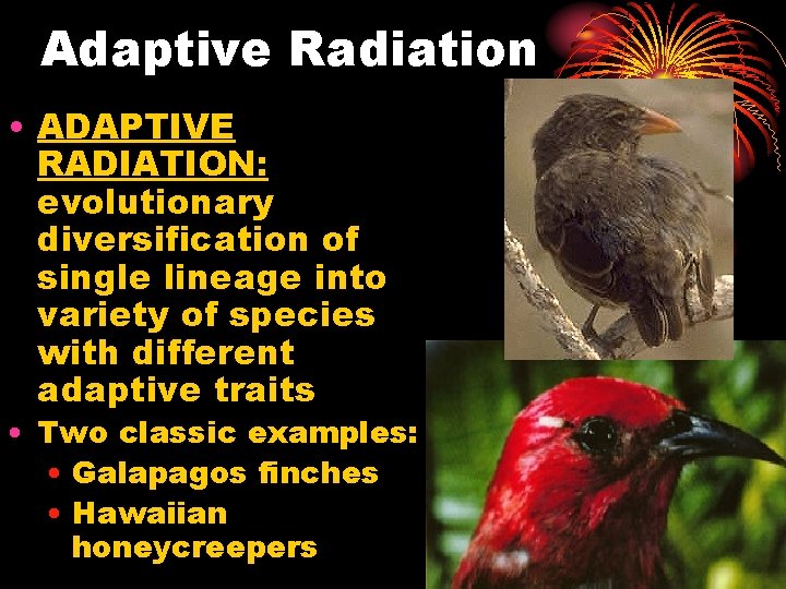 Adaptive Radiation • ADAPTIVE RADIATION: evolutionary diversification of single lineage into variety of species