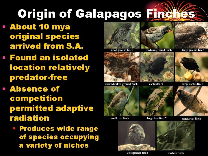 Origin of Galapagos Finches • About 10 mya original species arrived from S. A.