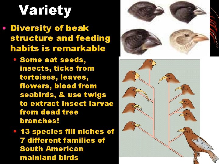 Variety • Diversity of beak structure and feeding habits is remarkable • Some eat