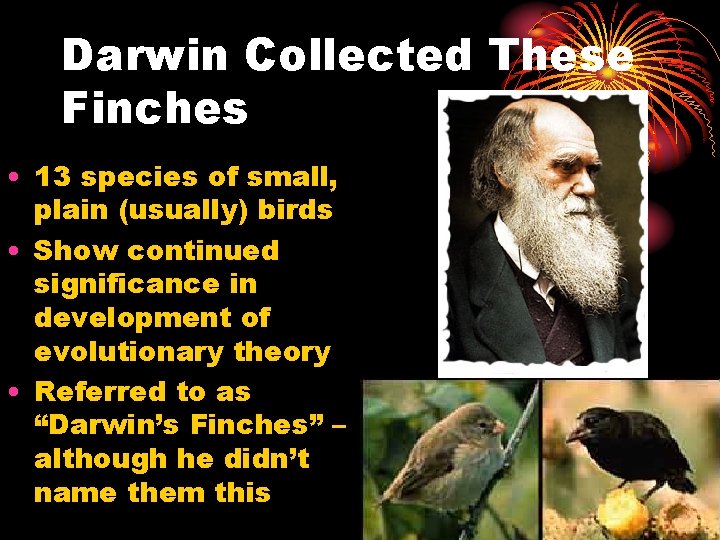 Darwin Collected These Finches • 13 species of small, plain (usually) birds • Show