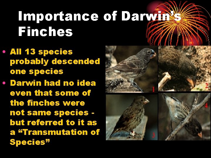 Importance of Darwin’s Finches • All 13 species probably descended one species • Darwin