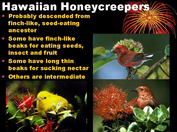 Hawaiian Honeycreepers • Probably descended from finch-like, seed-eating ancestor • Some have finch-like beaks