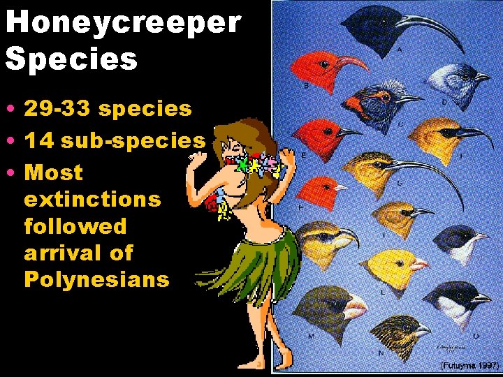 Honeycreeper Species • 29 -33 species • 14 sub-species • Most extinctions followed arrival