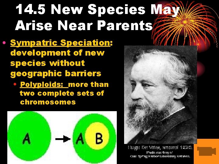 14. 5 New Species May Arise Near Parents • Sympatric Speciation: development of new