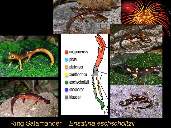 Ring Salamander – Ensatina eschscholtzii 