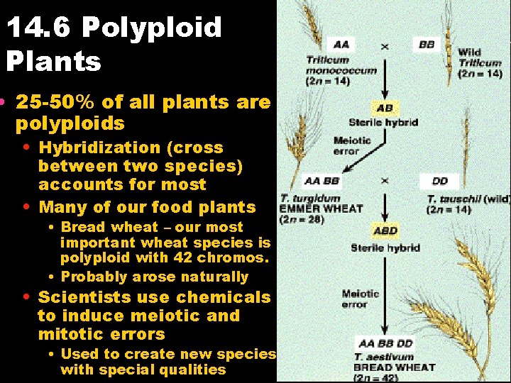14. 6 Polyploid Plants • 25 -50% of all plants are polyploids • Hybridization