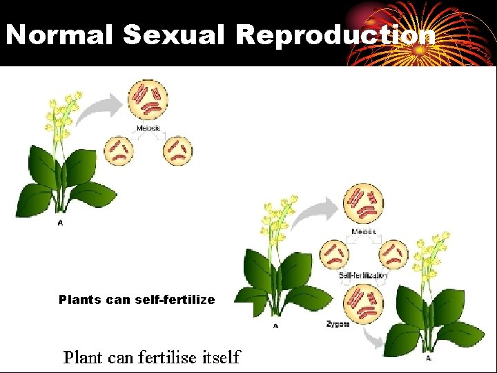 Normal Sexual Reproduction Plants can self-fertilize 