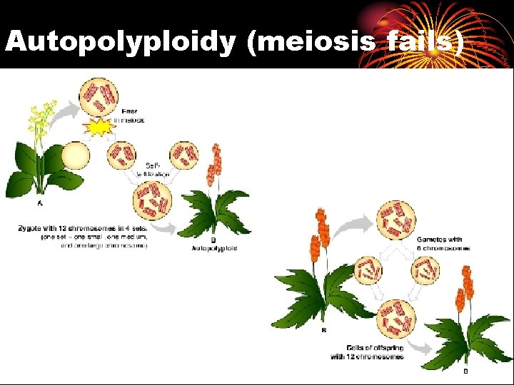 Autopolyploidy (meiosis fails) 