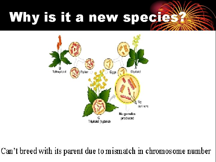 Why is it a new species? 