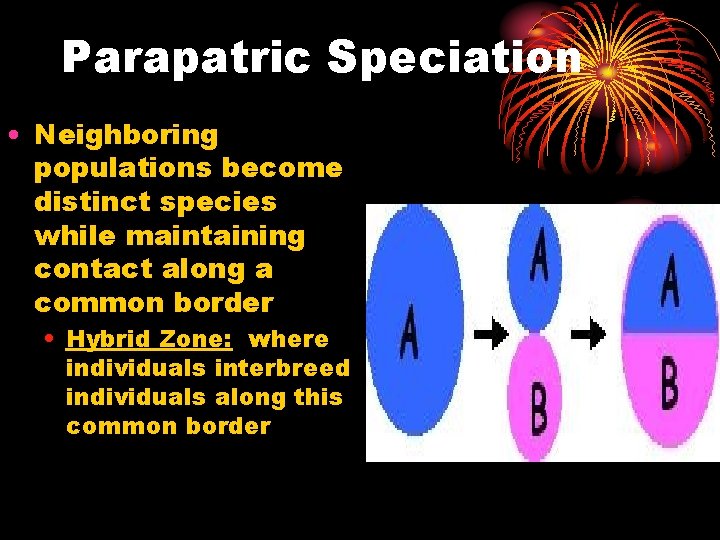 Parapatric Speciation • Neighboring populations become distinct species while maintaining contact along a common