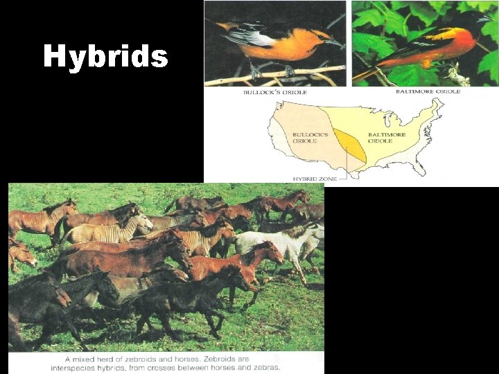Hybrids 