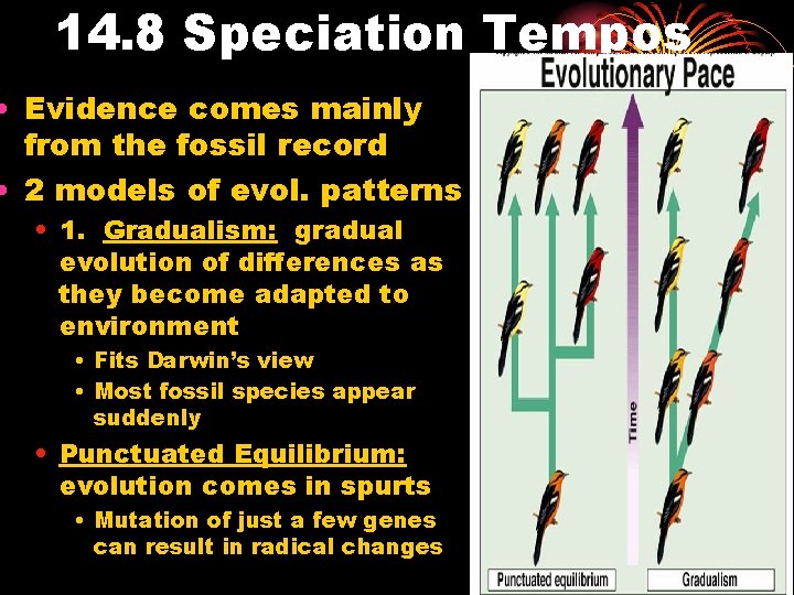 14. 8 Speciation Tempos • Evidence comes mainly from the fossil record • 2