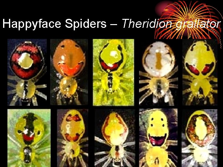 Happyface Spiders – Theridion grallator 