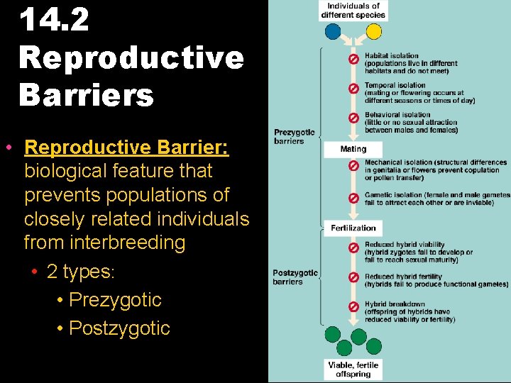 14. 2 Reproductive Barriers • Reproductive Barrier: biological feature that prevents populations of closely