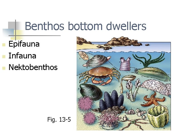 Benthos bottom dwellers n n n Epifauna Infauna Nektobenthos Fig. 13 -5 