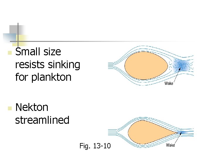 n n Small size resists sinking for plankton Nekton streamlined Fig. 13 -10 