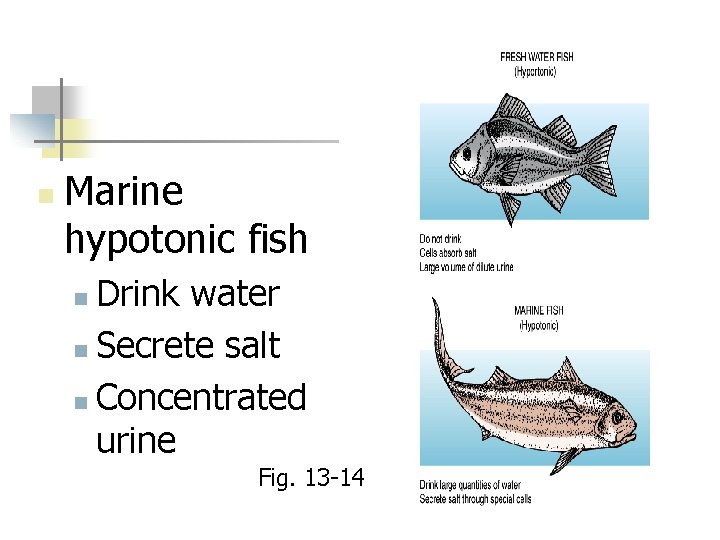 n Marine hypotonic fish Drink water n Secrete salt n Concentrated urine n Fig.