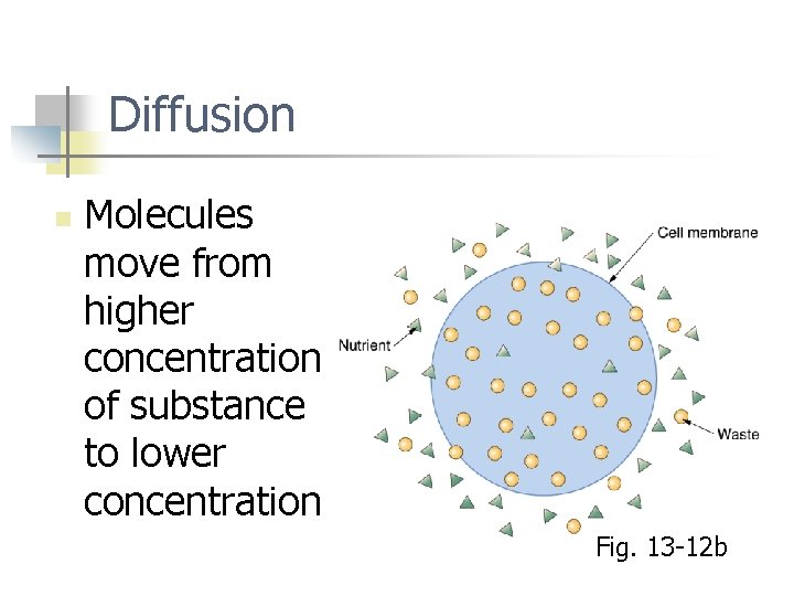 Diffusion n Molecules move from higher concentration of substance to lower concentration Fig. 13