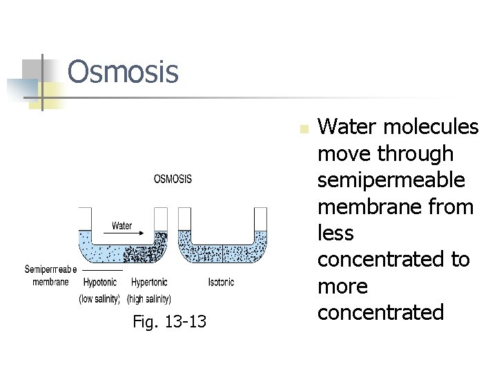 Osmosis n Fig. 13 -13 Water molecules move through semipermeable membrane from less concentrated