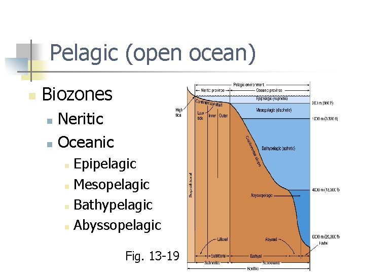 Pelagic (open ocean) n Biozones Neritic n Oceanic n Epipelagic n Mesopelagic n Bathypelagic