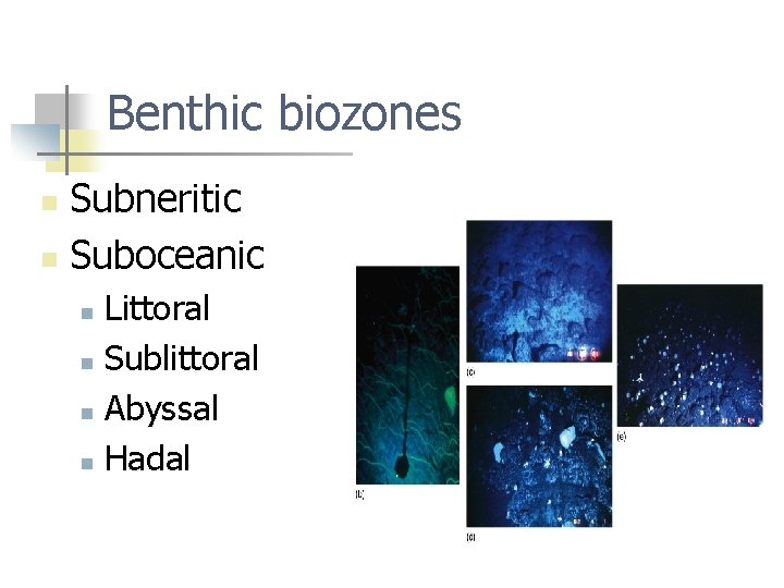 Benthic biozones Subneritic n Suboceanic n Littoral n Sublittoral n Abyssal n Hadal n
