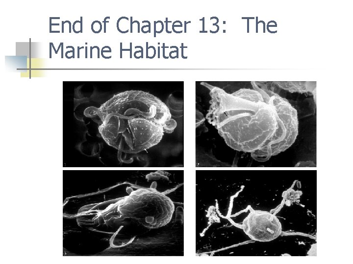 End of Chapter 13: The Marine Habitat 