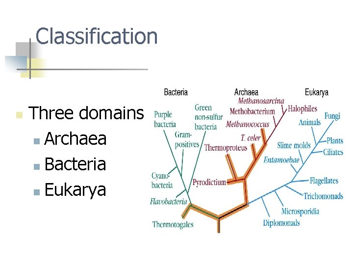 Classification n Three domains n Archaea n Bacteria n Eukarya 