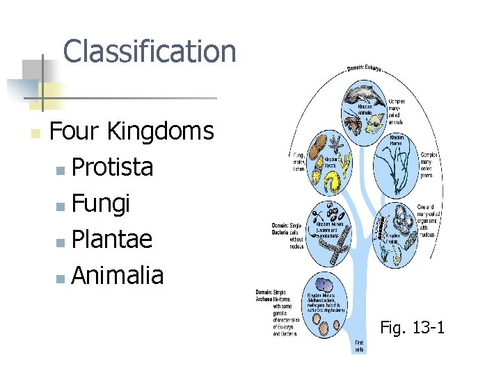 Classification n Four Kingdoms n Protista n Fungi n Plantae n Animalia Fig. 13
