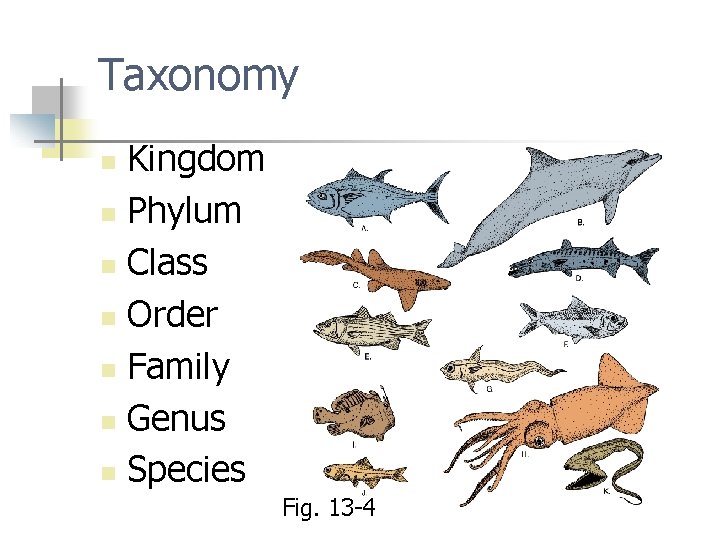 Taxonomy Kingdom n Phylum n Class n Order n Family n Genus n Species