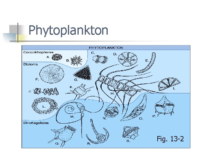 Phytoplankton Fig. 13 -2 