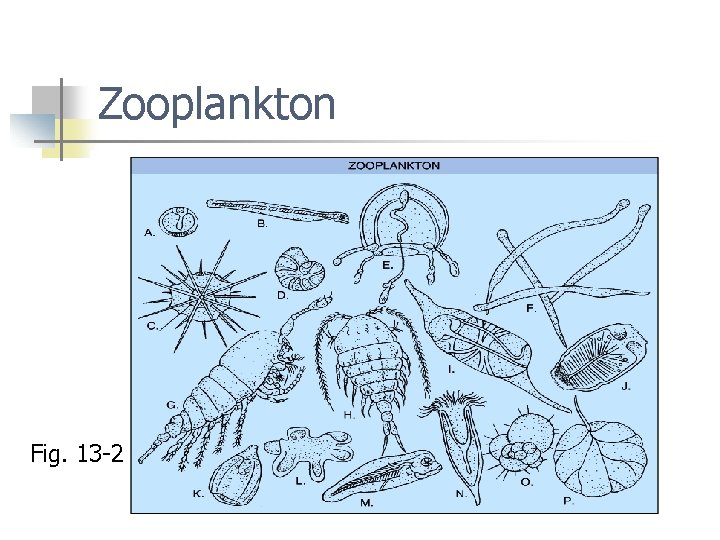 Zooplankton Fig. 13 -2 