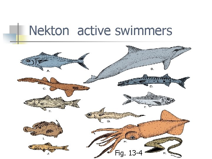 Nekton active swimmers Fig. 13 -4 