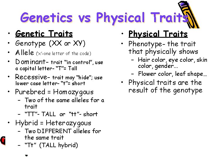 Genetics vs Physical Traits • Genetic Traits • Genotype (XX or XY) • Allele