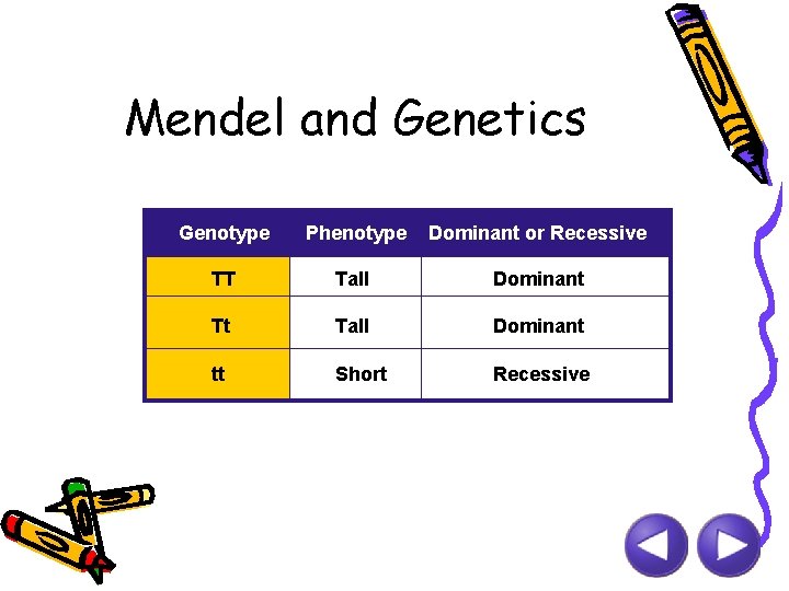 Mendel and Genetics Genotype Phenotype Dominant or Recessive TT Tall Dominant Tt Tall Dominant