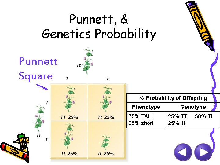 Punnett, & Genetics Probability Punnett Square % Probability of Offspring Phenotype 75% TALL 25%