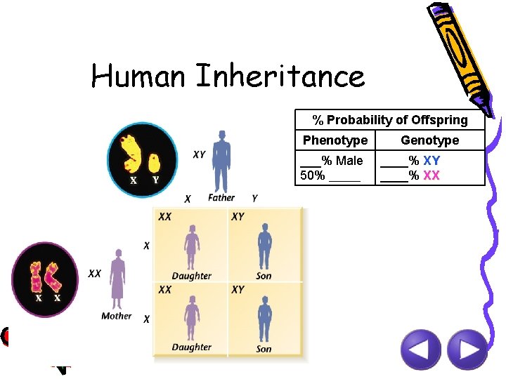 Human Inheritance % Probability of Offspring Phenotype ___% Male 50% _____ Genotype ____% XY