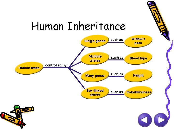 Human Inheritance Human traits Single genes such as Widow’s peak Multiple alleles such as