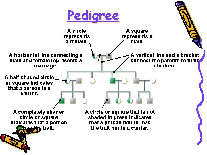 Pedigree A circle represents a female. A horizontal line connecting a male and female
