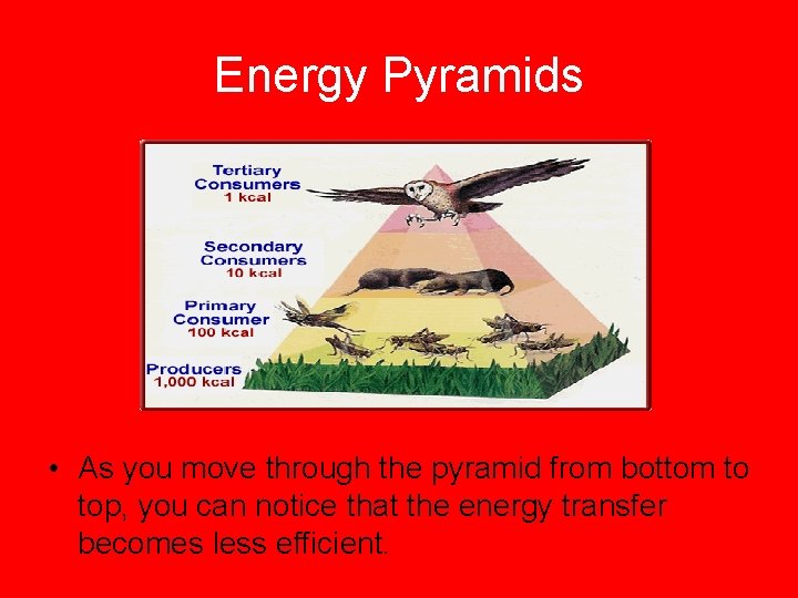 Energy Pyramids • As you move through the pyramid from bottom to top, you