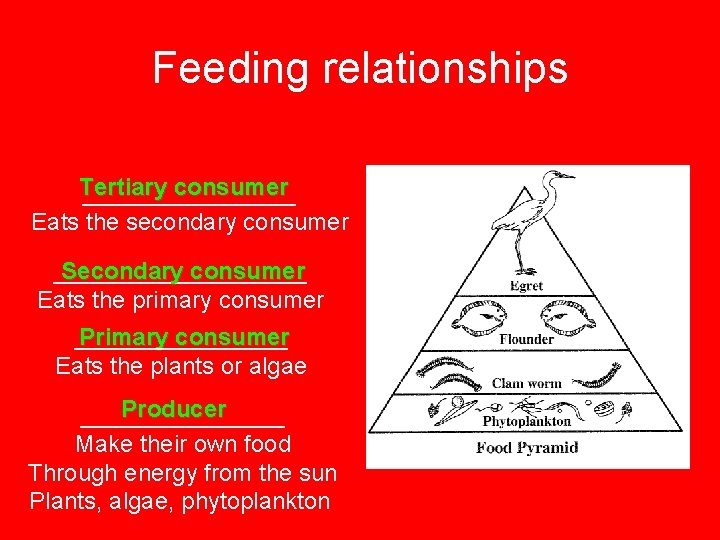 Feeding relationships Tertiary consumer ________ Eats the secondary consumer __________ Secondary consumer Eats the