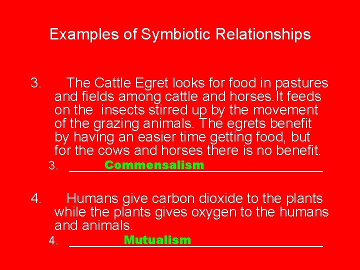 Examples of Symbiotic Relationships 3. The Cattle Egret looks for food in pastures and