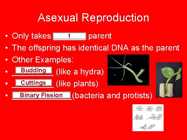 Asexual Reproduction • • • 1 Only takes _______ parent The offspring has identical