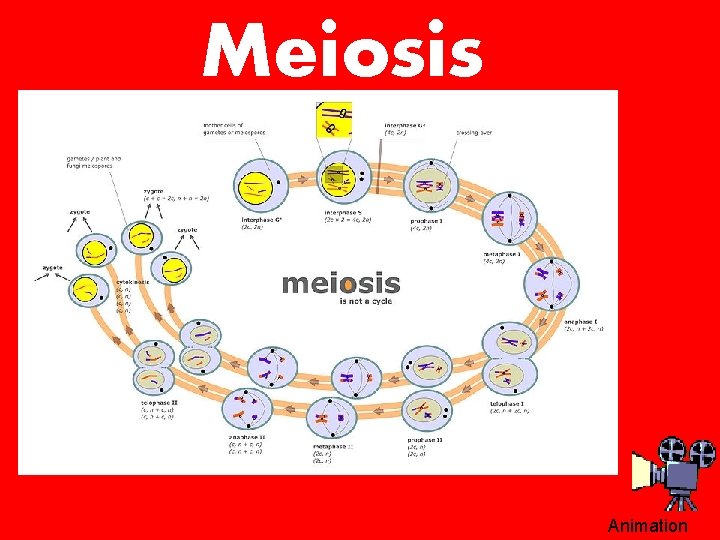 Meiosis Animation 